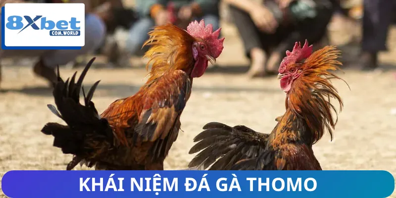 Định nghĩa về đá gà Thomo cho dân chơi dễ hiểu
